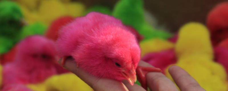 彩色的小鸡能活多久，是怎么做的（彩色的小鸡能养活吗）