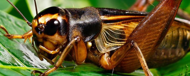 蟋蟀白虫是什么意思，如何防治 蟋蟀白虫份房揭秘