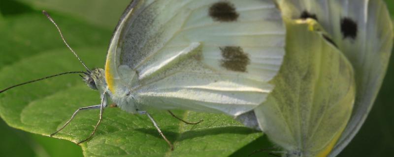 菜粉蝶的一生四个过程，属于什么科 菜粉蝶介绍