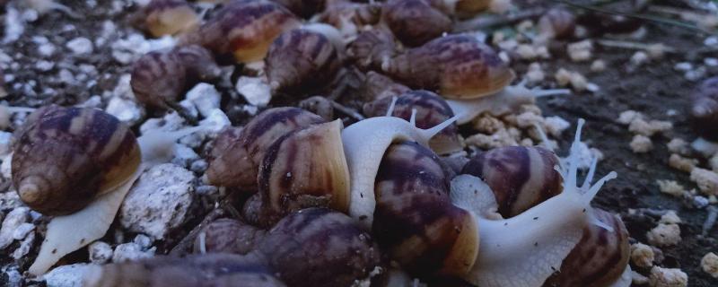 白玉蜗牛夏天怎么养，一般寿命有多长