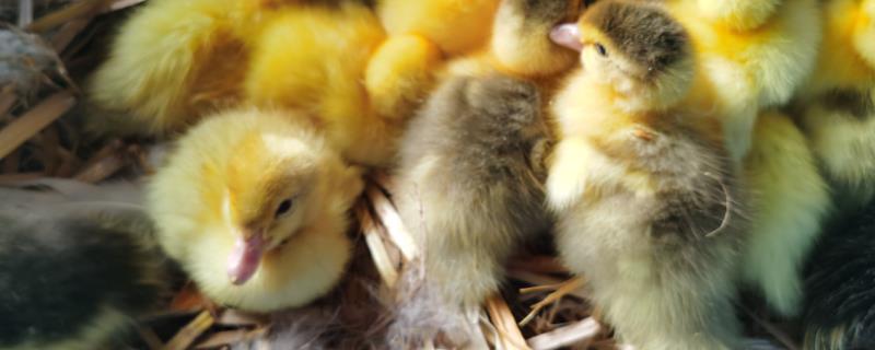 鸭蛋怎么孵出小鸭，孵化温度是多少 鸭蛋怎么孵出小鸭,孵化温度是多少