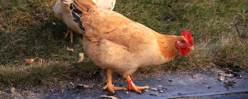 鸡脚蹬是什么，为什么要除掉 鸡蹬子是怎么回事