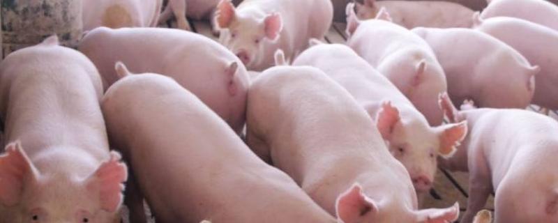 猪的寿命一般是几年，种猪多大可以配种