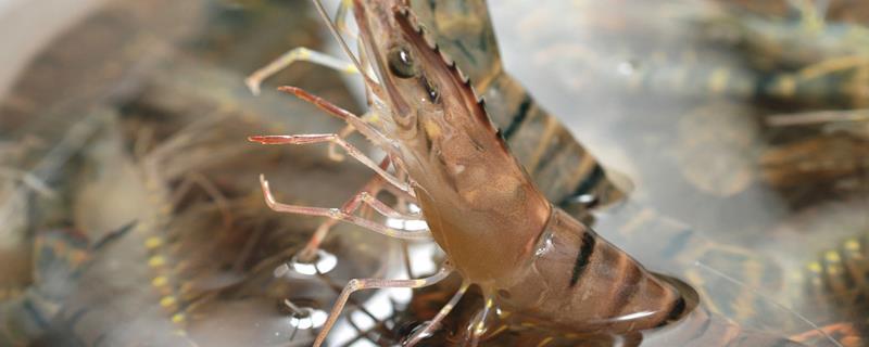 草虾养殖新法 草虾养殖技术，对水质有哪些要求