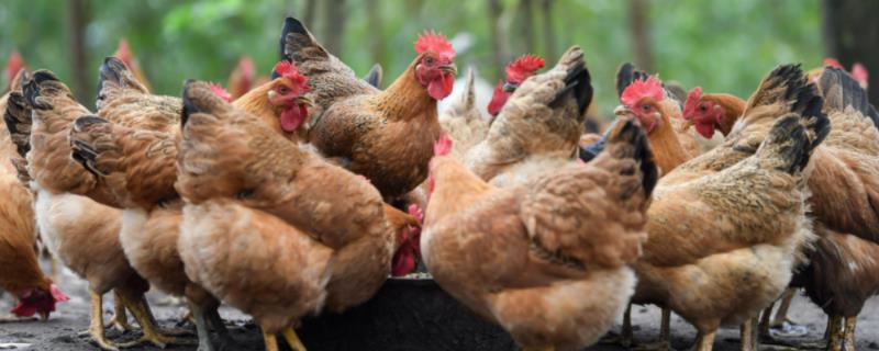 鸡的生命周期流程图 鸡的生命周期是多少天，附鸡的品种