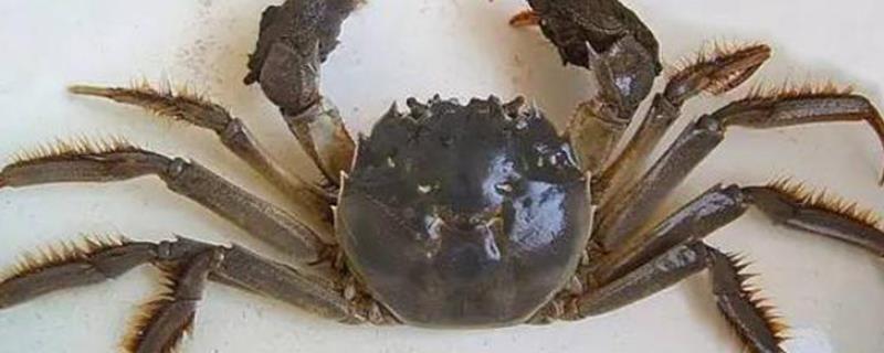 大闸蟹母蟹几月最肥，如何分辨公母 大闸蟹公母几月份最好吃