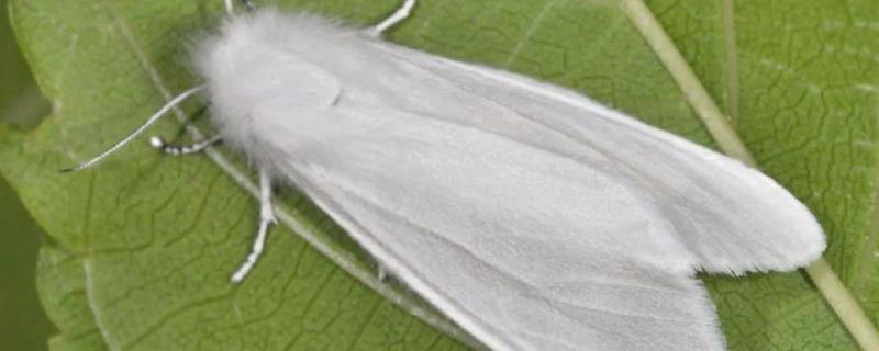美洲白蛾防治，美洲白蛾原产于哪里 美洲白娥