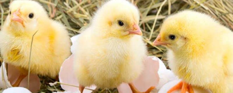 小鸡不能吃什么,怎么养成活率高些 小鸡不能吃什么，怎么养成活率高