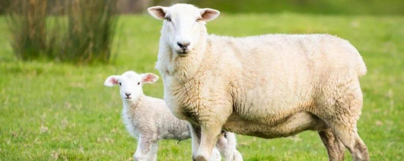 母羊下羔后怎么喂 母羊下羔后如何喂料，羊一胎几只