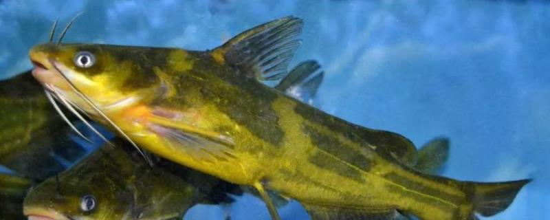 黄颡鱼养殖周期多长，和鲶鱼有什么区别