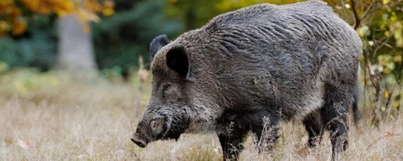 中国野猪种类,野猪和家猪有区别吗视频 中国野猪种类，野猪和家猪有区别吗