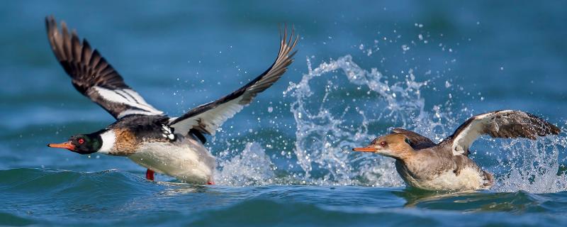 秋沙鸭跳巢会不会摔死，秋沙鸭是保护动物吗