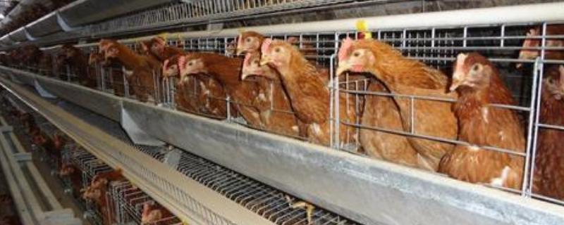 养鸡的鸡笼有几种，鸡笼消毒方法 养鸡的鸡笼有几种,鸡笼消毒方法视频