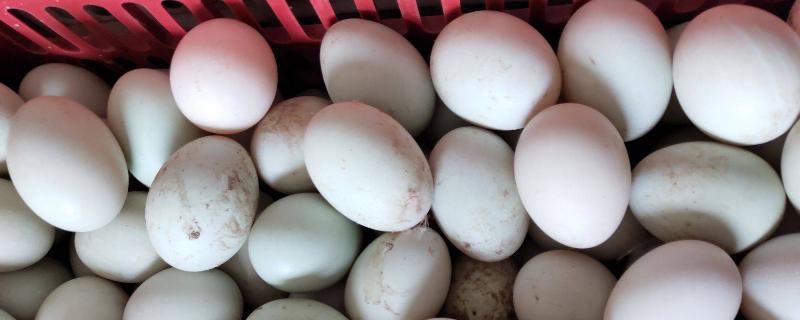 野鸭蛋孵化需要多少天 野鸭蛋怎么人工孵化，多少天出小鸭
