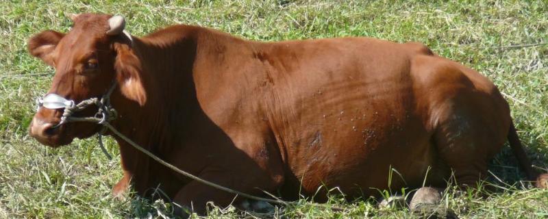 繁殖母牛能长期喂青储行吗，怎么做青储饲料