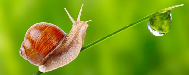 蜗牛怎么消灭，蜗牛是益虫还是害虫 蜗牛怎么消灭,蜗牛是益虫还是害虫呢