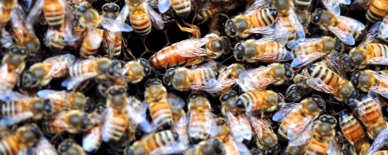 养蜂流程 如何养蜂，需要办理什么手续吗