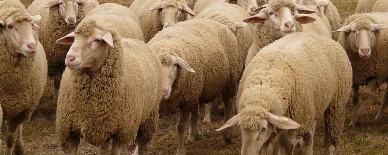 绵羊喜欢剪羊毛吗 绵羊的性格特点，绵羊需要剃毛吗