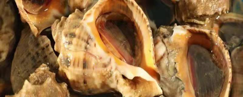 海螺怎么养，海螺是贝壳的一种吗（海螺如何养活）