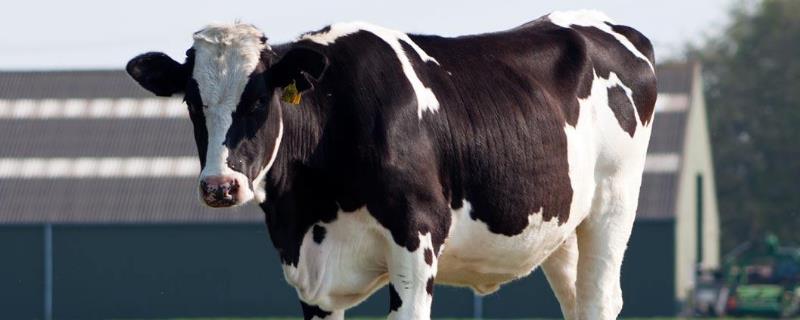 奶牛产奶量，如何给奶牛挤奶 奶牛是如何挤奶的