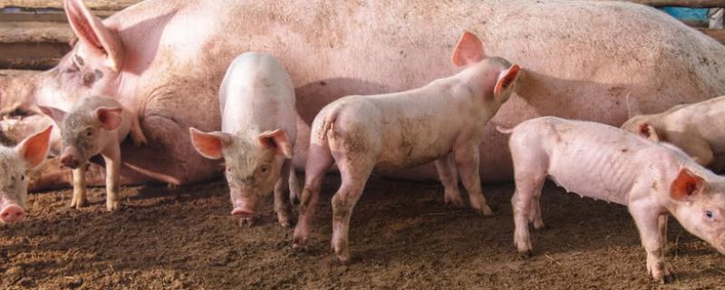 猪瘟潜伏期最长是几天，如何治疗 猪瘟一般持续多久