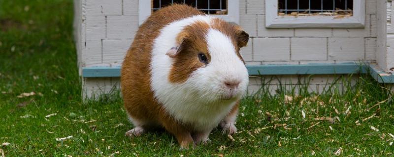 荷兰猪寿命是几年，荷兰猪是老鼠吗 荷兰猪的寿命是几年?