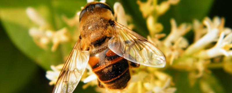 蜂子的种类及图片及名称 各种蜂子的图片名称