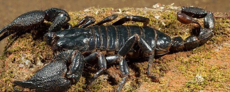 养蝎子的方法,繁殖是在什么时候开始的 养蝎子的方法，繁殖是在什么时候
