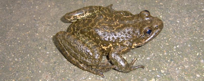 石蛙吃什么食物，分布在哪里 石蛙幼蛙吃什么