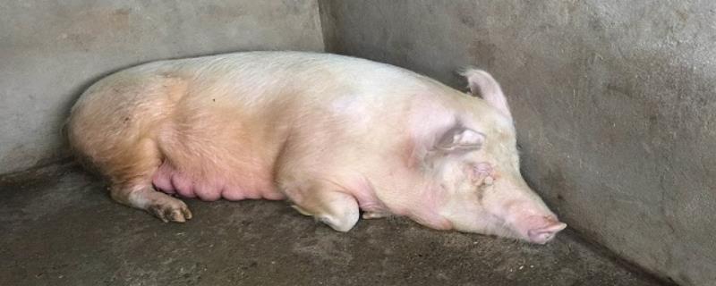 猪不吃食趴着睡是什么原因，如何治疗