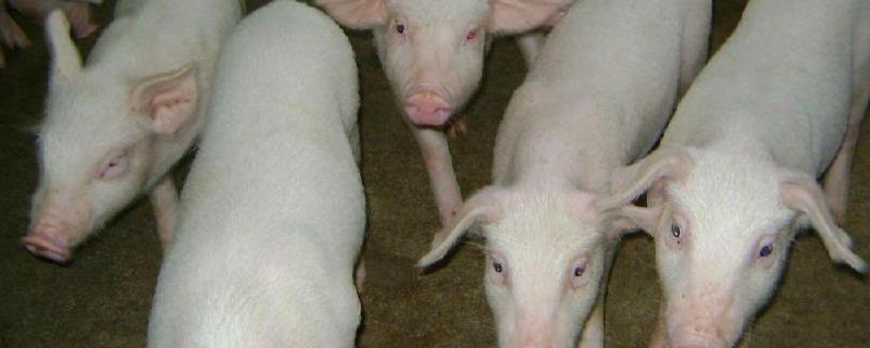 自己养的猪可以自己屠宰卖肉吗?屠宰前多久停饲料