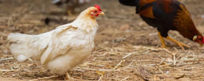 鸡是禽为什么在六畜里，附鸡的养殖方法
