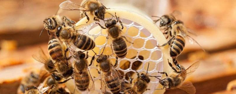 蜜蜂分类，被蜜蜂蜇了怎么处理 蜜蜂蛰了怎么及时处理