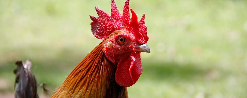 公鸡头上的红冠叫什么，鸡冠发黑是什么原因