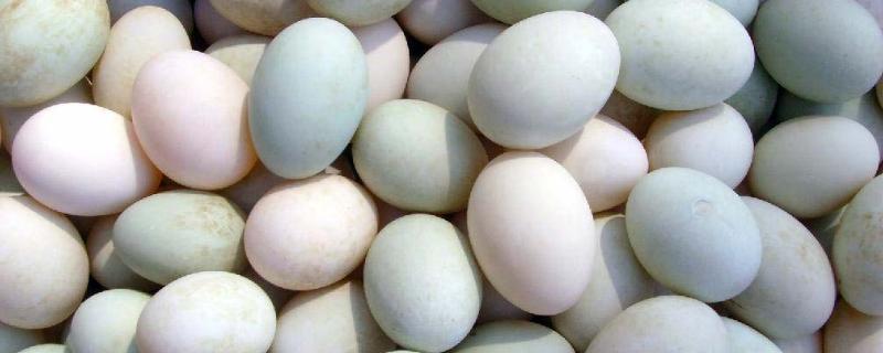 鸭蛋孵化教程，鸭蛋孵化温度是多少（鸭蛋孵化教程,鸭蛋孵化温度是多少摄氏度）