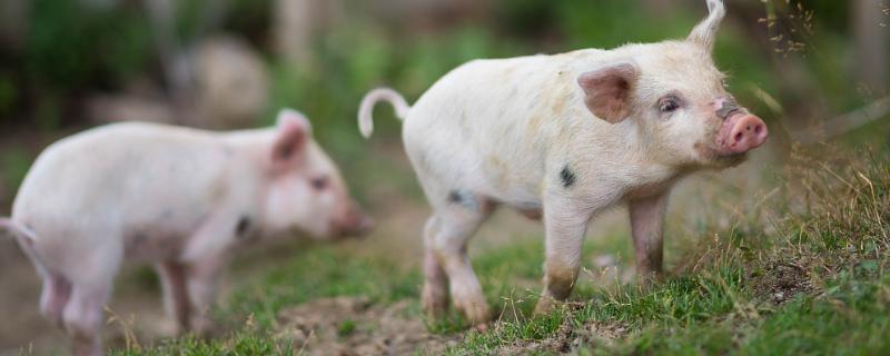 猪会感染新型冠状病毒吗，猪最常见的传染病有哪些