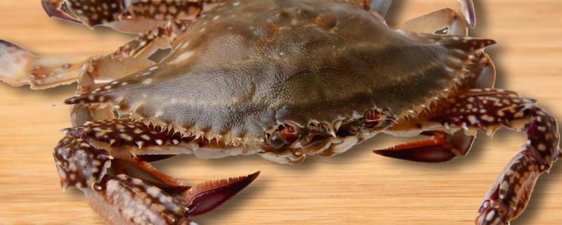 梭子蟹怎么养，梭子蟹属于海鲜类吗 梭子蟹是养殖的还是海捕的