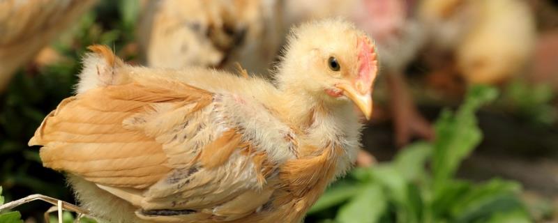 小鸡怕热吗,什么时候预防球虫病毒 小鸡怕热吗，什么时候预防球虫