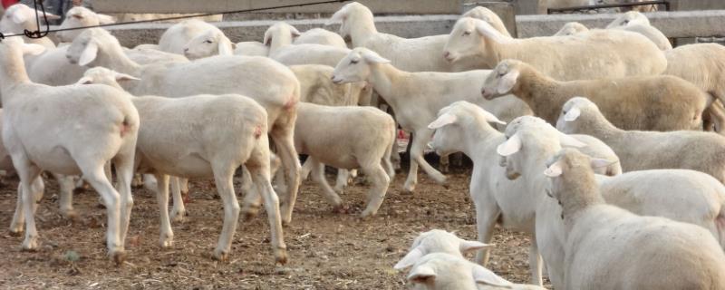 羊不反刍怎么办，是什么原因导致的 羊不反刍的原因与治疗,治羊不反刍的小招