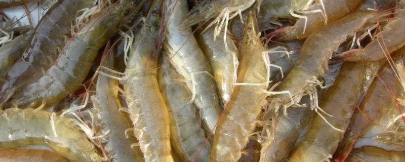 对虾养殖纤毛虫怎么办 对虾纤毛虫如何处理，附病症和原因