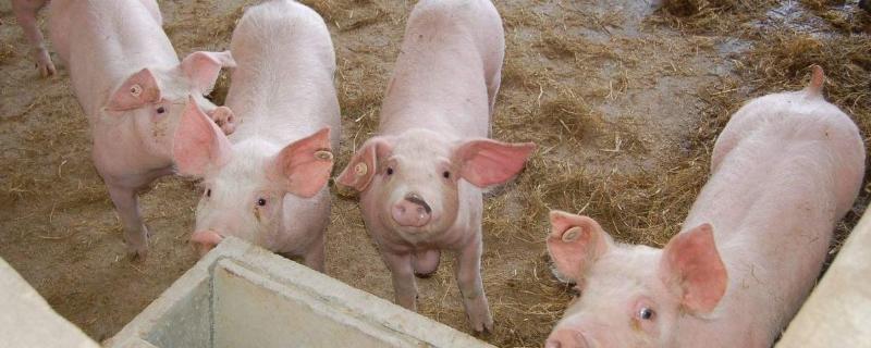 猪黄痢是什么,是什么原因导致的呢 猪黄痢是什么，是什么原因导致的