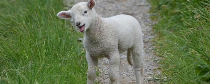 小羊喜欢吃什么，喂什么饲料长得快 小羊喜欢吃什么,喂什么饲料长得快些