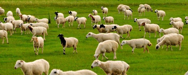 羊的介绍和特点，羊是群居动物吗 羊的介绍和特点,羊是群居动物吗