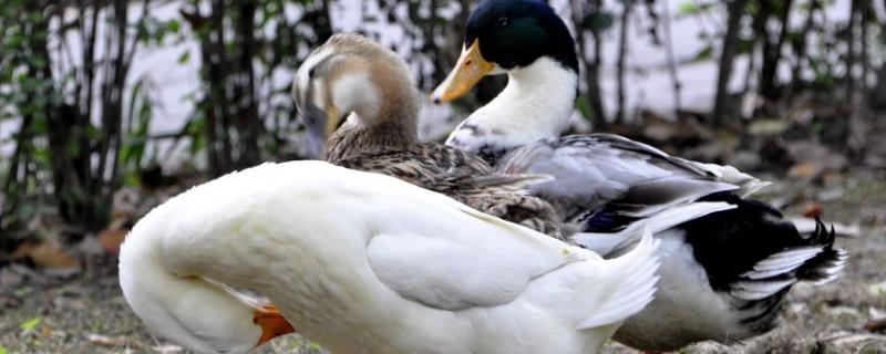 鸭浆膜炎用什么药，鸭浆膜炎的症状 鸭浆膜炎怎么治疗
