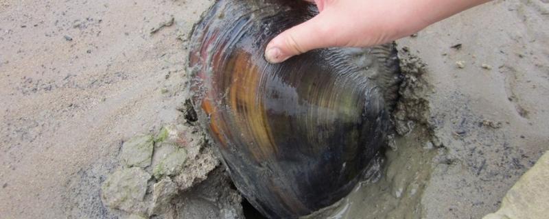河蚌在水里能活多久 河蚌的种类，在自来水中能活多久