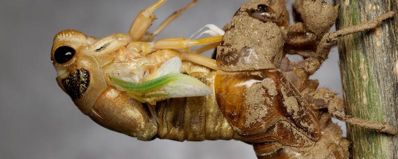 金蝉卵枝孵化技术,用什么药杀菌最好 金蝉卵枝孵化技术，用什么药杀菌