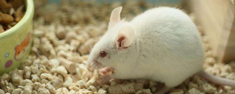 如何让小白鼠繁殖更快，小白鼠有什么用途