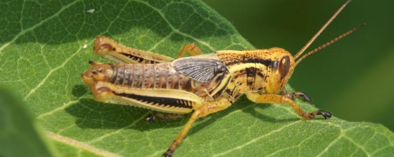 蝗虫的变态发育属于什么而菜粉蝶的变态发育却属于什么，蝗虫属于什么类的昆虫