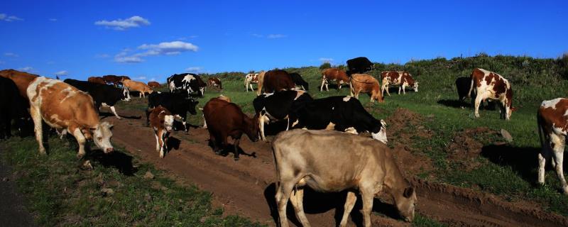 牛的饲养方法有哪几种 牛的养殖技术与管理，附牛的品种