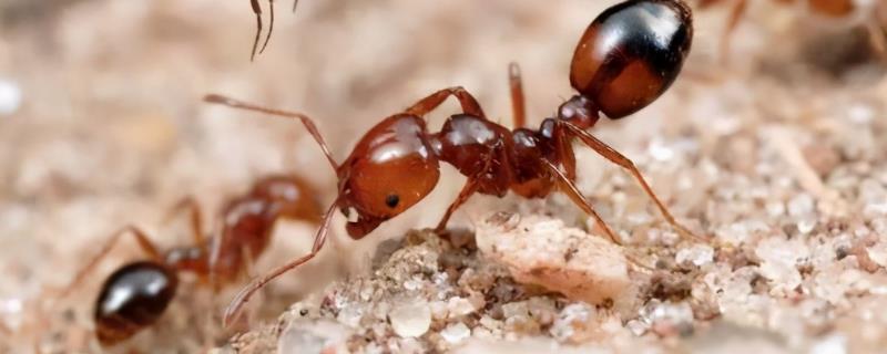 红火蚁的防治方法，红火蚁的繁殖季节